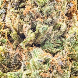 Premium-Field's Family Farmz-Gobstopperz Half Ounce-image-2