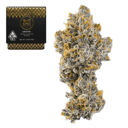 Premium-Maven Genetics-Black Lotus-image-1