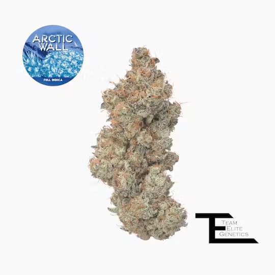 Premium-Team Elite Genetics-Arctic Wall