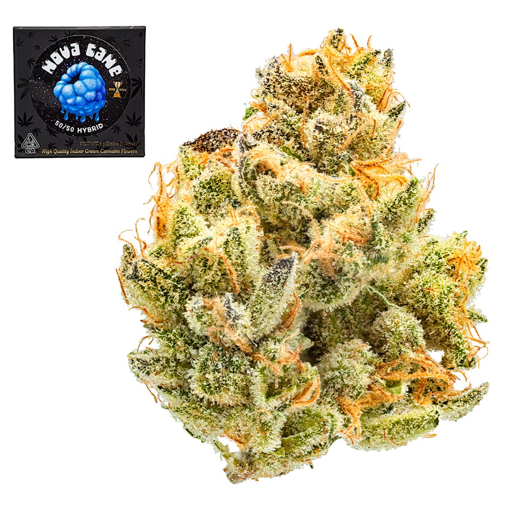 Premium-Team Elite Genetics-Nova Cane