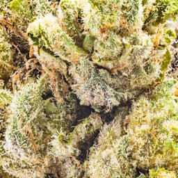 Premium-THC Design-Blueberry Sugar-image-2