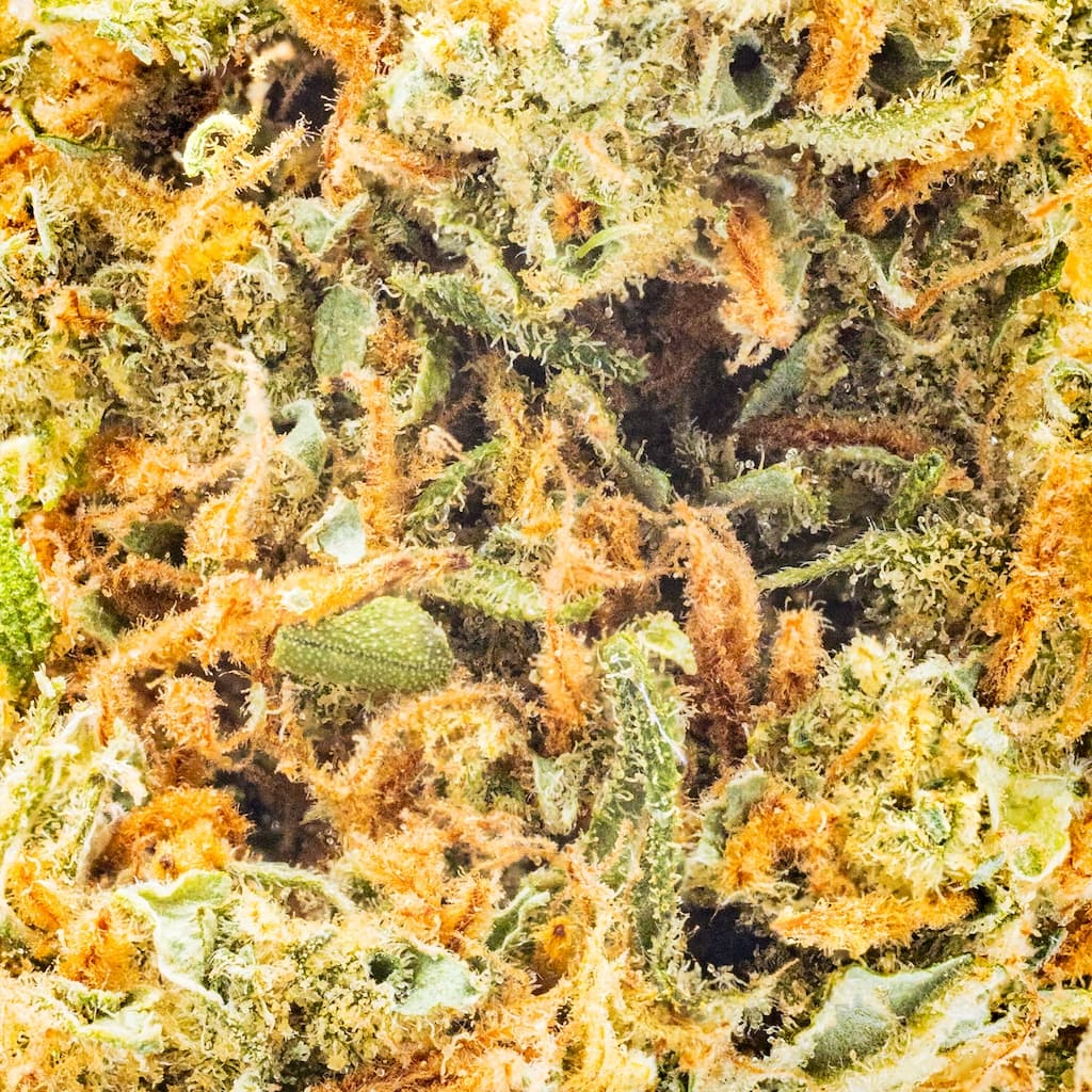 Premium - THC Design - Super Lemon Haze - image-2