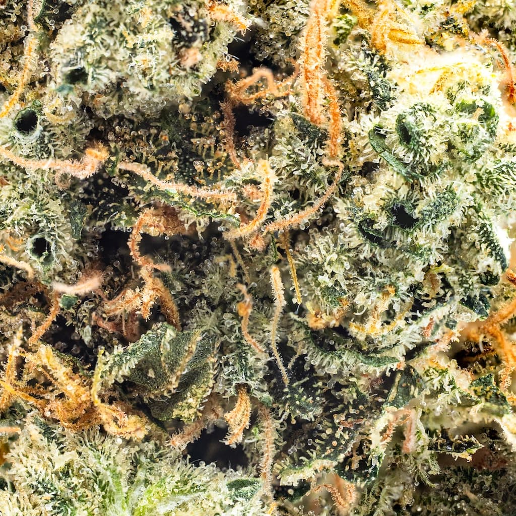 Premium - Top Shelf Cultivation - Long Beach Garlic - image-2