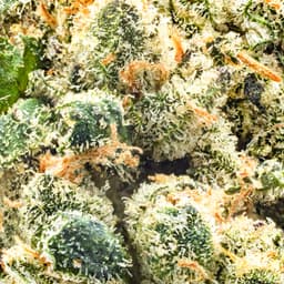 Premium-Top Shelf Cultivation-SFV OG-image-2