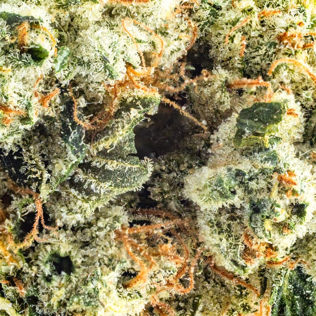 Premium - Top Shelf Cultivation - Skywalker OG - image-2