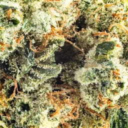 Premium-Top Shelf Cultivation-Skywalker OG-image-2