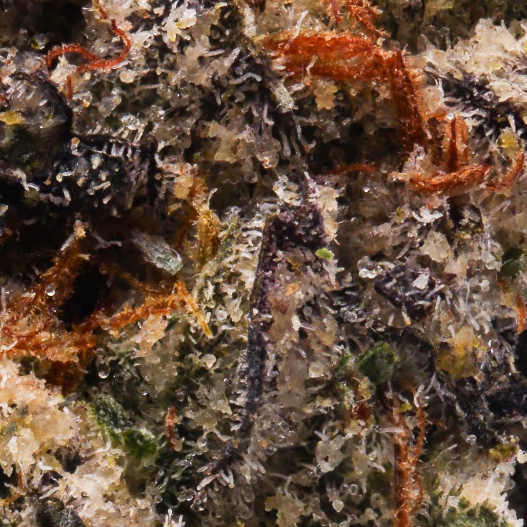 Premium - Top Shelf Cultivation - Whoa Si Whoa - image-2