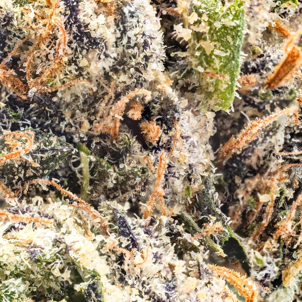 Premium - Traditional - Gelato - image-2