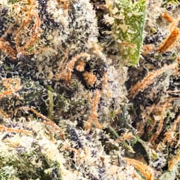 Premium-Traditional-Gelato-image-2