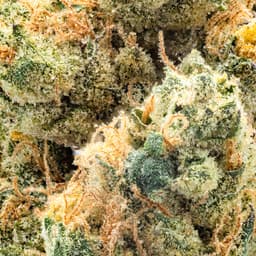 Premium-Traditional-Mamba 24-image-2