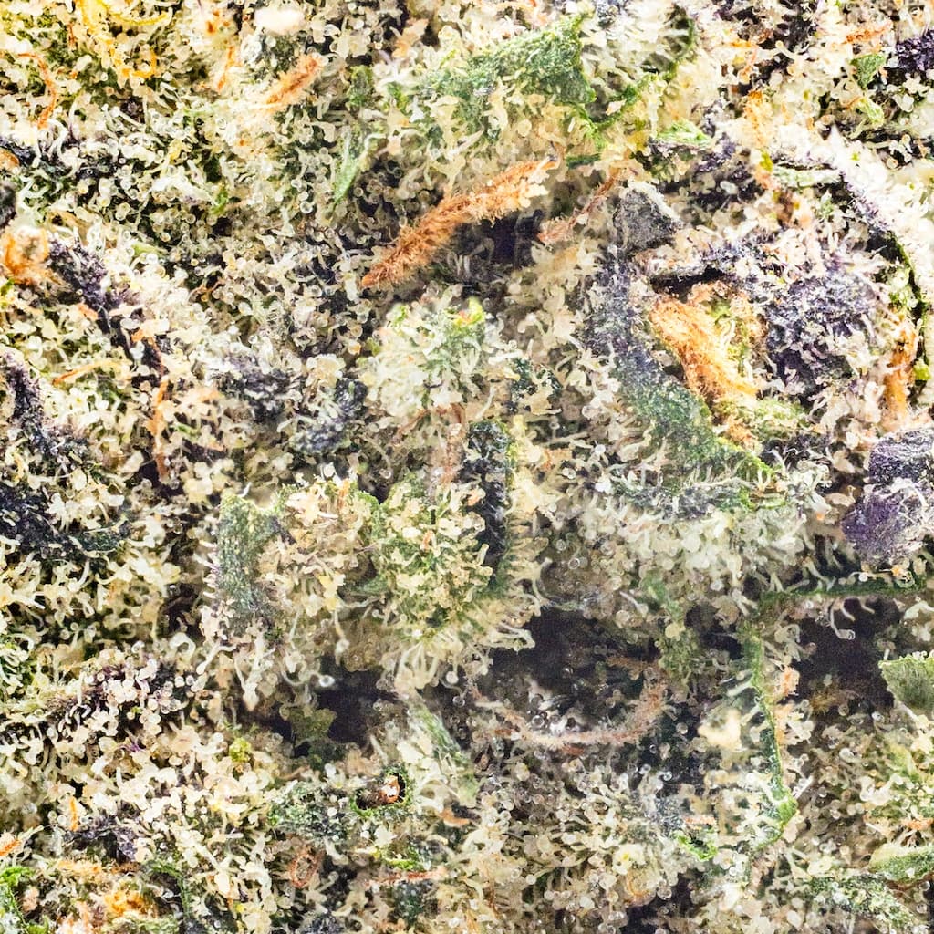 Premium - Traditional - Rainbow Runtz - image-2