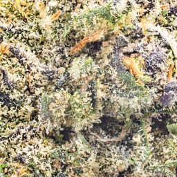 Premium-Traditional-Rainbow Runtz-image-2