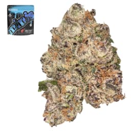 Premium-Traditional-Spray Paint Minis-image-1