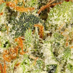 Smaller Buds-Claybourne Co.-King Louis OG Half Ounce Smalls-image-2