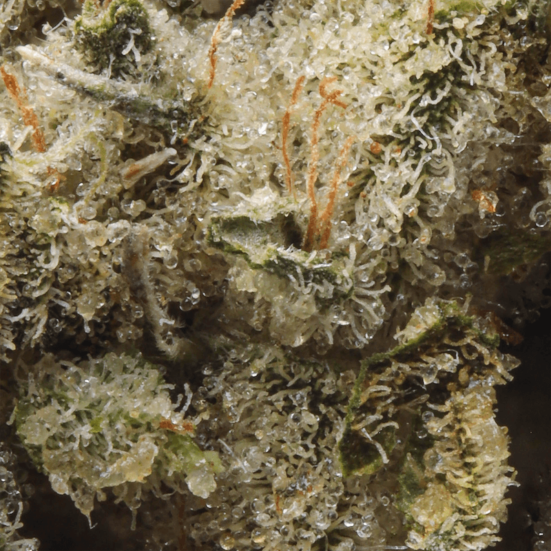 Smaller Buds - Claybourne Co. - Kush Mints Half Ounce Smalls - image-2